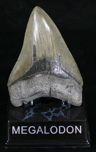 Serrated Megalodon Tooth - South Carolina #18350